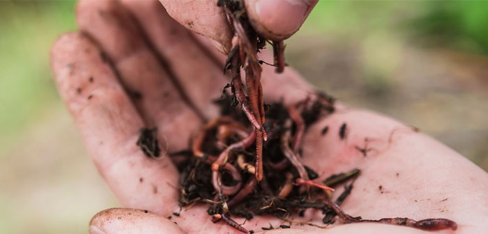 Hand holding a clump of dirt and worms