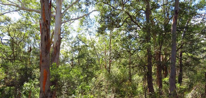 Scenic view of trees and shrubs in the Smiths Creek Reserve