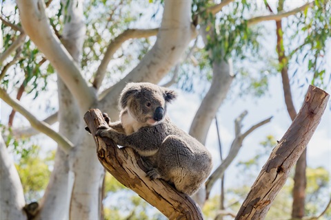 Koala checking out it's surrounds in a tree